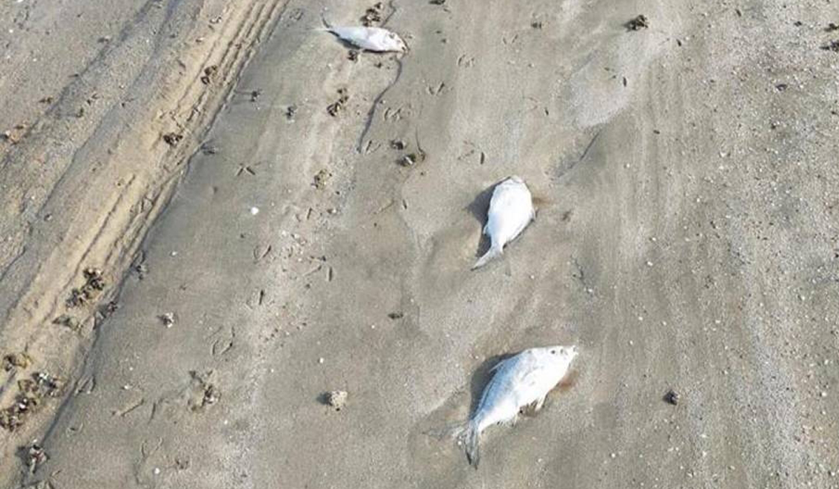 Fish deaths